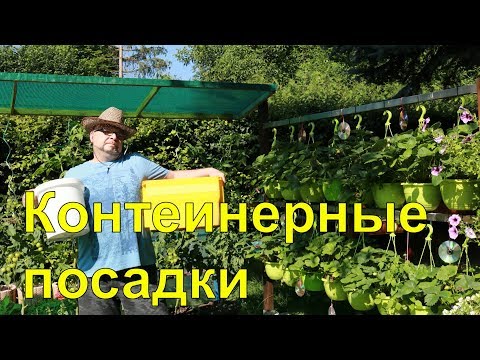 Видео: Помидор.Огурец .перец. Огород.Контейнерные посадки.