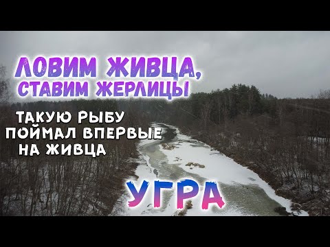 Видео: Рыбалка на реке УГРА | ЛОВИМ ЖИВЦА, СТАВИМ ЖЕРЛИЦЫ | ТАКУЮ РЫБУ Я ЕЩЁ НЕ ЛОВИЛ НА ЖИВЦА