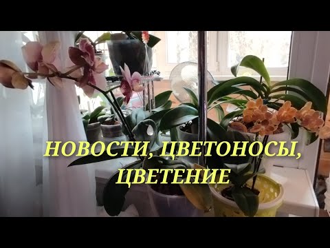 Видео: 14 октября-ПОКРОВ☂️🌞🌺//Обзор моих орхидей в октябре//14.10.24