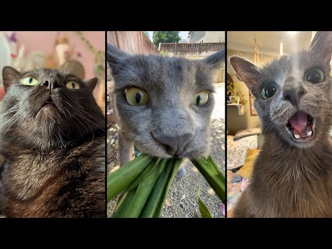 Видео: Cute and funny CATS.🐱 And Some Just Interesting Moments.😻Videos🔶 Сompilation # 62🔶
