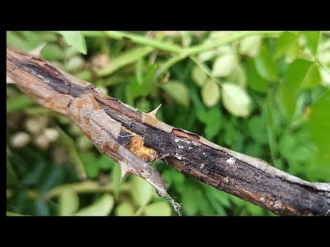 Видео: Стеблевой рак у розы!😱😰 Что делать?🧐