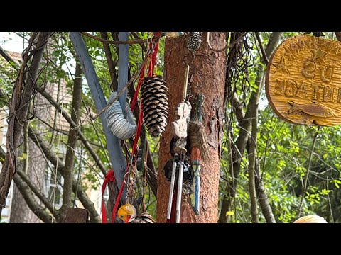 Видео: Будни отшельника  в прямом эфире!#кормушкадляптиц ☀️#птички
