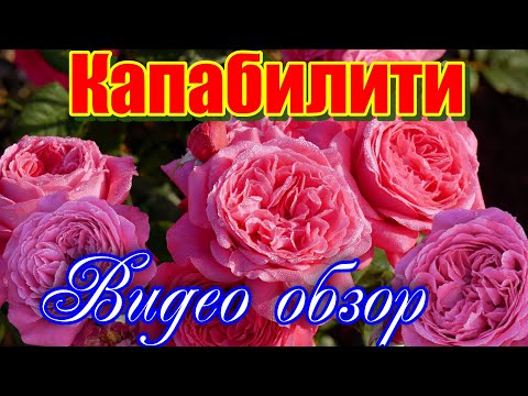 Видео: Обзор и описание розы  Капабилити - Capability (David C. H. Austin Великобритания, 2016)