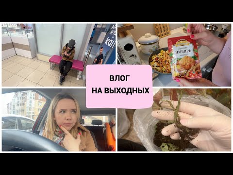 Видео: ВЛОГ: стоматолог / вкусные быстрые рецепты / пересадка растений
