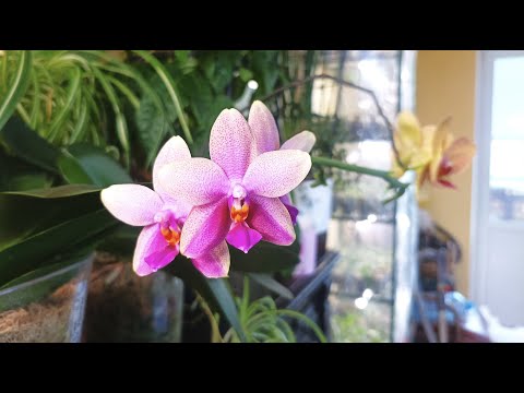 Видео: Майский Обзор Цветов, Пушистостей, Внезапностей и Белкин Хвост.