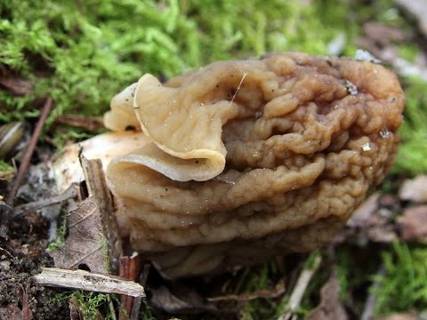 Видео: Где искать сморчковые шапочки?