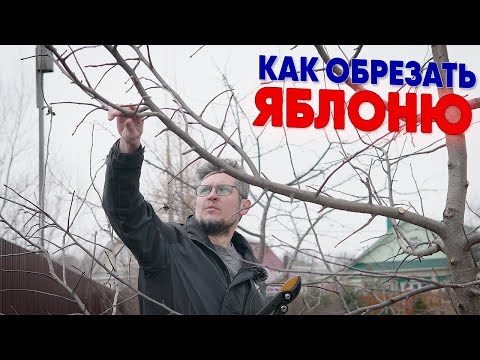 Видео: Как обрезать яблоню