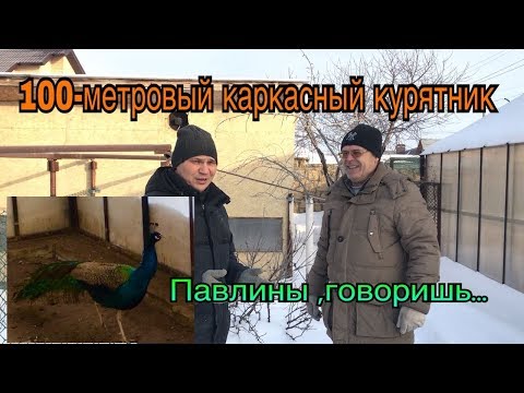 Видео: Каркасный 100 кв.м.  курятник. Павлины зимуют в теплице.