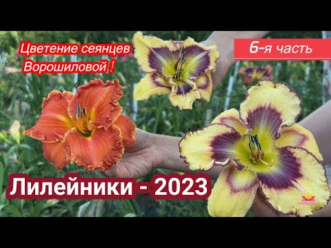 Видео: Сеянцы лилейников Ворошиловой. Часть 6 / Сад Ворошиловой