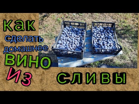 Видео: делаем домашнее вино из сливы 1часть