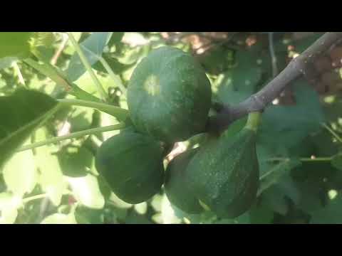 Видео: АНЖИРНИ ПАРВАРИШИ...КОРА АНЖИР...УГИТЛАШ  АГРО ХИМИЯ