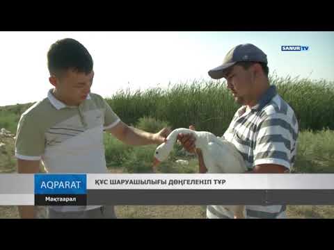 Видео: 25.07.2019  Мақтаарал ауданы. Құс шаруашылығы дөңгеленіп тұр
