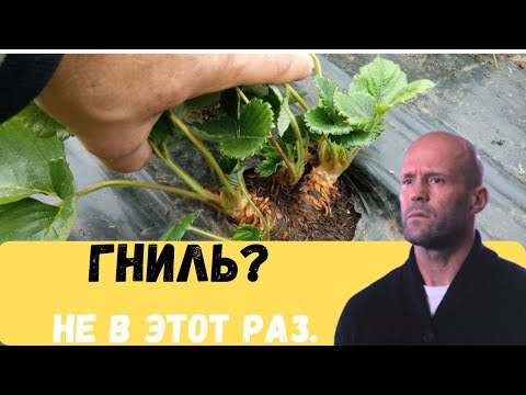 Видео: Как защитить клубнику от гнили и вредителей просто и быстро