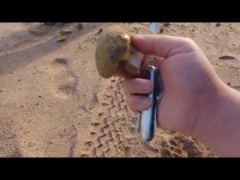 Видео: зеленушки из под  земли -собираем пляжные грибы!