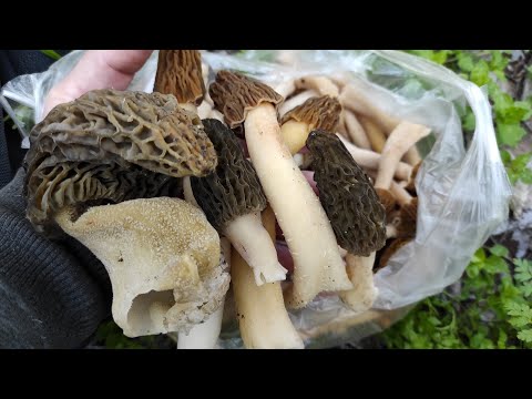 Видео: За грибами. Сморчки поперли 14 апреля 2025 и сморчковая шапочка тоже.