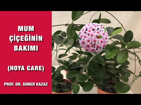 Видео: Уход за растением хойя