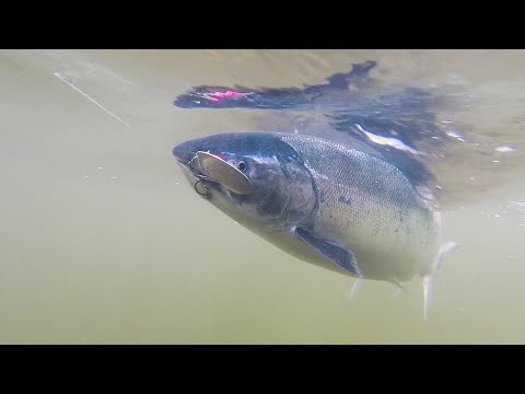 Видео: Кижуч  Насыщенная рыбалка получилась