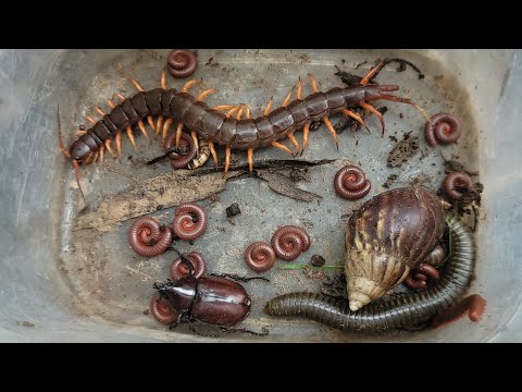 Видео: Потратив 1000 секунд, поймайте опасную многоножку, маленькую красную многоножку, жука, скорпиона,...
