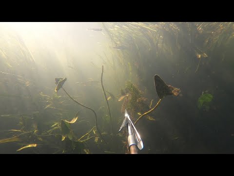 Видео: Зуша. Август 2021. Подводная (не)охота