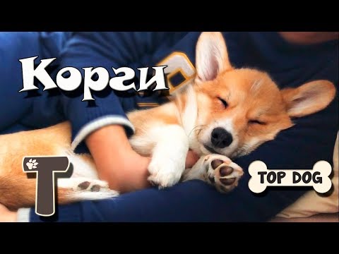 Видео: Как взрослел Таффи. Часть 1