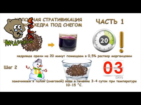 Видео: Стратификация семян кедра в феврале