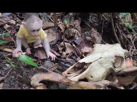 Видео: Бубу очень испугался, когда увидел в лесу скелет