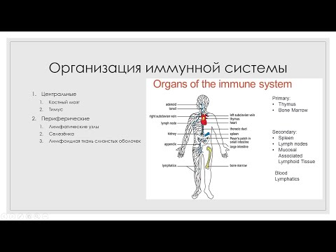 Видео: Иммунная система 1. Органы иммунной системы