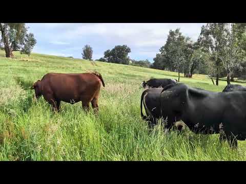 Видео: Крэш пасется в пруду