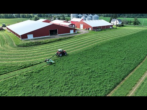 Видео: Готовим великолепную люцерну вместе с папой (пошаговое руководство)