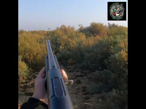 Видео: #hunting #сезонохоты #fishing қырғауылға аңшылық Қазақстан