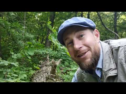 Видео: Ganzo G807 Порівняння з Mora Companion