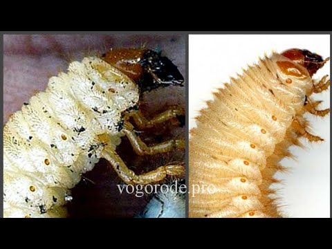 Видео: Отличие личинки майского жука от личинки бронзовки.