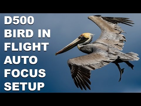 Видео: Настройка системы автофокусировки Bird In Flight для Nikon D500