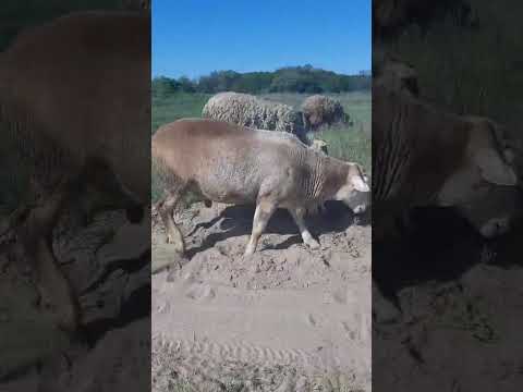 Видео: 16.05.2025 Обзор катумского баранчика по кличке Батон 1год и 2 мес