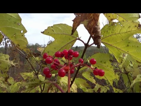 Видео: Станция Фридман, осенние зарисовки, октябрь 2025 г.
