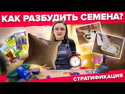 Видео: ТРИ СПОСОБА СТРАТИФИКАЦИИ СЕМЯН!