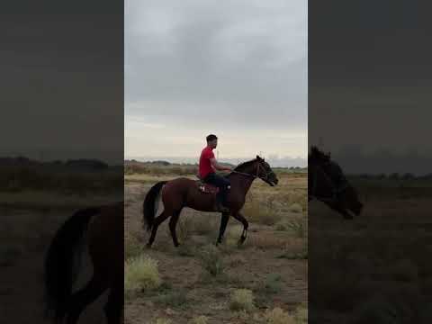 Видео: Казак балбан & Мурдаш