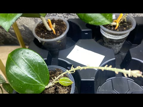 Видео: И снова хойи. Разбираю кто укоренился, а кто еще нет. 🌱🌱🌱