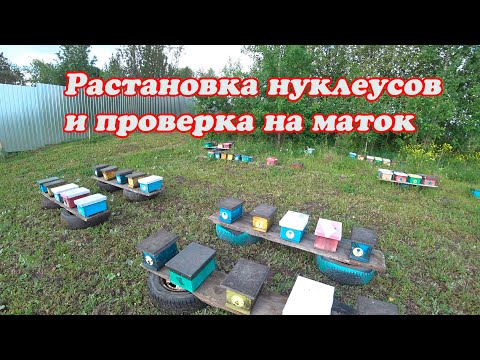 Видео: ВЫСТАВКА НУКЛЕУСОВ НА ОБЛЁТ, ПРОВЕРКА МАТОК В НУКЛЕУСАХ