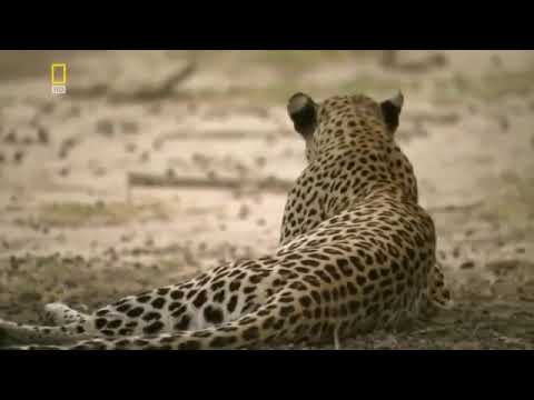 Видео: Фильм от National Geographic. Дикие кошки. Хищники Африки. Леопарды