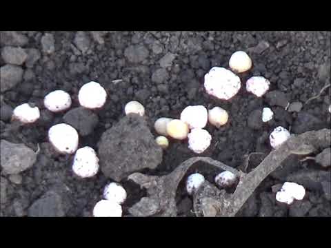 Видео: Состояние самосева горчицы белой на 04.12.2021. Декабрь 2021