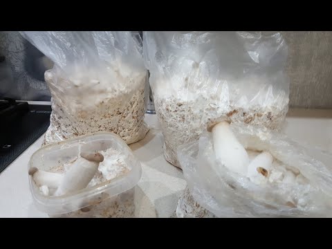 Видео: Королевская вешенка - первый  опыт!!!