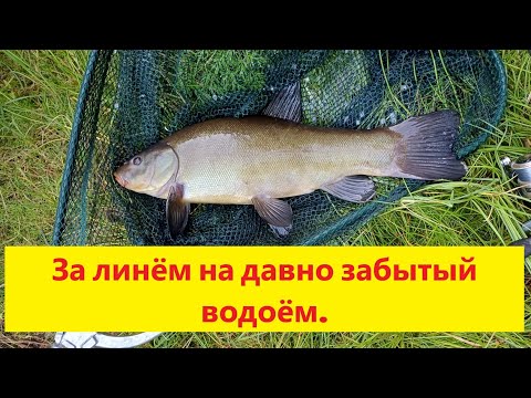 Видео: За линём на давно забытый водоём. Ловля линя на поплавочную снасть. Līņa cope sen aizmirstā vietā.