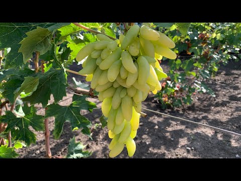 Видео: УЛЬТРАРАННИЕ и РАННИЕ СОРТА винограда 2022 года (часть 5): Оплот, Смешарики, Козерог, Джин Калугина
