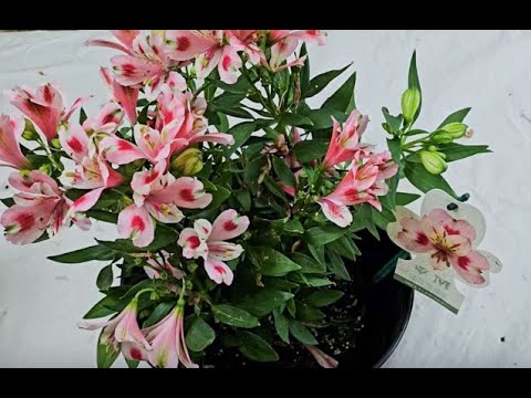 Видео: Альстромерия (перуанская лилия). Прекрасный результат после месяца ожидания.