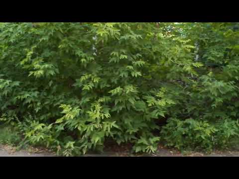 Видео: Мужики с сайта знакомств совсем обнаглели! Ужасное свидание с Дайвинчика. Айтишники - ред флаг?