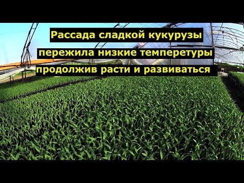 Видео: Как легко побороть стресс на рассаде сладкой кукурузы?! [Выращивание рассады сладкой кукурузы]