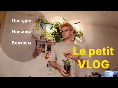 Видео: Небольшой домашний VLOG / Пересаживаеи и болтаем / Комнатные растения: новинки и не только