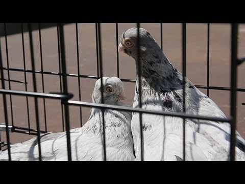 Видео: Разговоры и воспоминания о голубях.