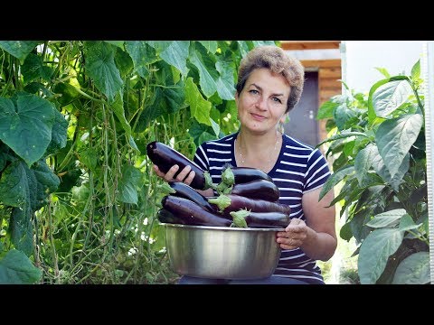 Видео: Три золотых правила выращивания баклажанов